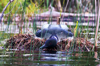 Loon on Nest - Protective Posture