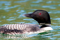 Common Loon Close-up