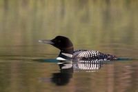 Loon Colors