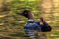 Baby Loon Ride