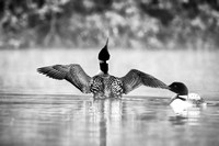 Black & White Loon Spin