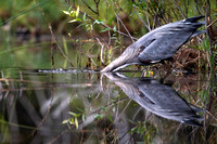 Great Blue Heron Catching Minnows