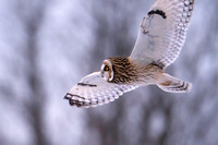 Short Eared Owl in Flight 1