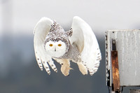 Snowy Owl Launch