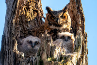 Great Horned Owl with Two Owlets