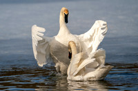 Trumpeter Swan Hug