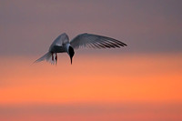 Sunrise Tern