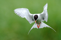 Close-up of a Forster's Tern Landing