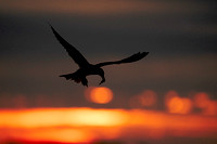 Common Tern At Sunrise