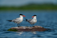 A Caspian Tern Pair