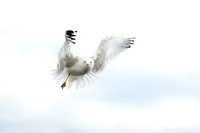 Angelic Ring-billed Gull