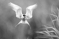 B&W Forster's Tern